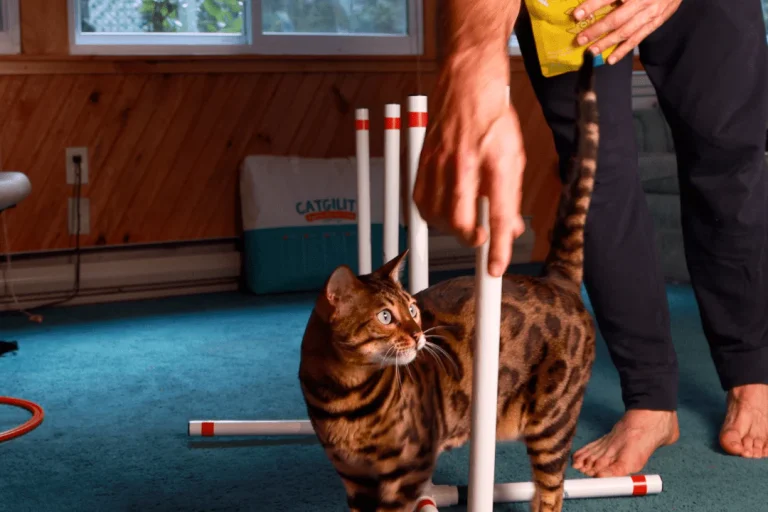 A photo of a spotted Bengal cat standing amidst several homemade white PVC agility hurdles on a blue carpeted floor. A person's hand is visible adjusting one of the vertical poles, and their other hand holds a small yellow treat bag. In the background, there is light wood paneling and a paper bag with the word "CATGILITY" printed on it. The cat is looking alertly to the left.
