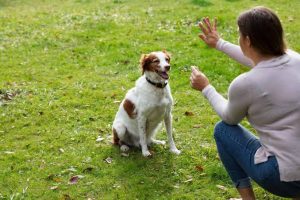 A photograph showing a woman and a dog during a positive reinforcement training session in a grassy field. The woman is crouched, making a hand signal, and holding a small treat, while a white and brown spaniel sits patiently and looks at her.