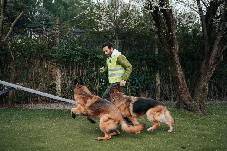 A photograph of a man with dark curly hair and a beard, wearing a reflective green safety vest over an olive-green jacket, leading two large German Shepherd dogs. The man is walking across a grassy training field. The dog closest to him is in mid-bound, almost jumping, looking up at him, and the second dog is running alongside, also focused on him. Trees with white spring blossoms and bushes are in the background, along with part of an agility training ramp.