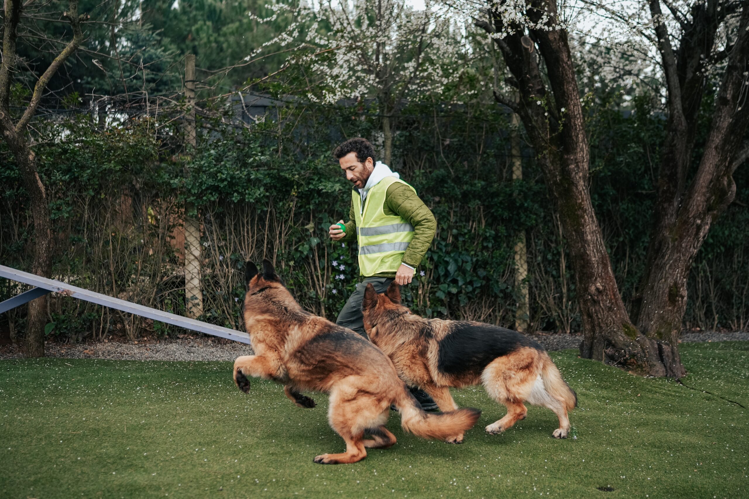 A photograph of a man with dark curly hair and a beard, wearing a reflective green safety vest over an olive-green jacket, leading two large German Shepherd dogs. The man is walking across a grassy training field. The dog closest to him is in mid-bound, almost jumping, looking up at him, and the second dog is running alongside, also focused on him. Trees with white spring blossoms and bushes are in the background, along with part of an agility training ramp.