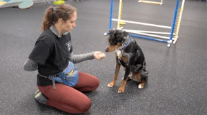 A woman kneels on a textured rubber training floor and presents a closed fist to a sitting merle-coated dog, which is looking intently at her hand. The woman wears a black t-shirt over a grey long-sleeved shirt, reddish-brown pants, and a blue and grey fanny pack. In the background of the indoor training facility, colourful dog agility equipment, such as jumps, is visible.