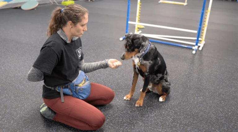 A woman kneels on a textured rubber training floor and presents a closed fist to a sitting merle-coated dog, which is looking intently at her hand. The woman wears a black t-shirt over a grey long-sleeved shirt, reddish-brown pants, and a blue and grey fanny pack. In the background of the indoor training facility, colourful dog agility equipment, such as jumps, is visible.