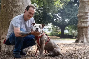 A smiling man with tattoos on his arm crouching next to a large tree in a park, gently holding the chin of a gray and white pit bull-type dog wearing a red harness.