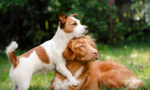 A small white and brown dog standing on its hind legs and resting its paws and chin on the back of a larger, reddish-brown dog lying in the grass, both looking off to the right against a blurred green outdoor background.