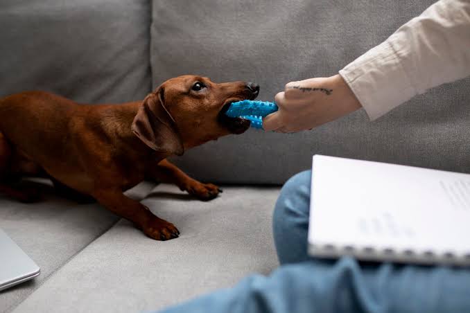 A brown Dachshund standing on a gray couch, playfully tugging on a blue spiky chew toy held by a person's hand, with a notebook resting on the person's lap in the foreground.