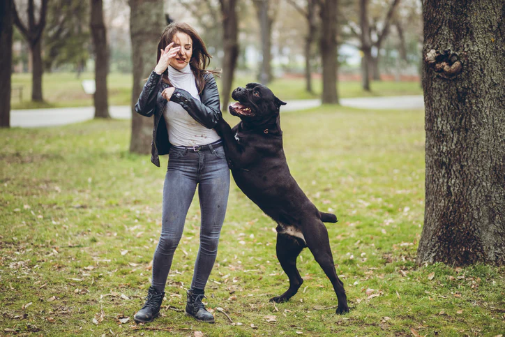 A woman wearing a black leather jacket and jeans standing in a grassy park, playfully dodging a large black dog that is jumping up on its hind legs with its mouth open, while she holds one hand up near her face.