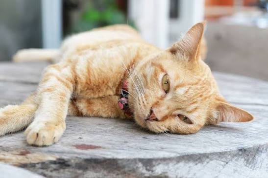An orange tabby cat wearing a floral collar lying flat on its side on a weathered wooden surface, with its head resting on the wood and one eye half-open in a relaxed, sleepy expression.