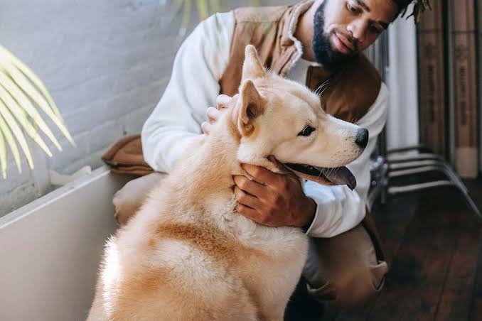 A man with a beard wearing a white shirt and a brown vest kneeling down and gently petting the chest of a light cream-colored dog, which is sitting beside him with its mouth open and looking to the side in a bright indoor setting.