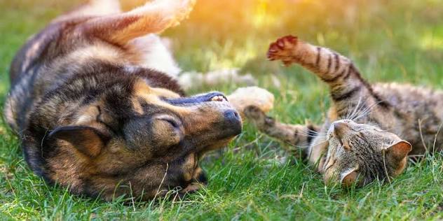 A black and tan dog lying on its back in the grass with its eyes closed and teeth showing in a relaxed expression, while a tabby cat lies beside it with its hind legs playfully kicked up in the air, bathed in warm golden sunlight.