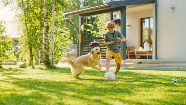 A young boy with curly hair wearing a grey t-shirt and yellow shorts playing soccer in a sunny backyard, running towards a white ball while a Golden Retriever runs excitedly beside him, with a house and trees in the background.