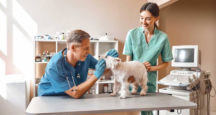 A male veterinarian in blue scrubs and blue gloves gently examining a small white terrier standing on an exam table, while a smiling female veterinary assistant in green scrubs stands beside them, with medical shelves and an ultrasound machine visible in the bright clinic.