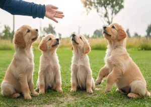 Four light golden retriever puppies sitting in a row on green grass outdoors, all looking up attentively at a person's open hand reaching down toward them from above.