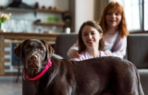 A chocolate brown Labrador Retriever wearing a bright pink collar stands in the foreground, looking directly at the camera, while two smiling women sit on a couch in the blurred background of a cozy living room.