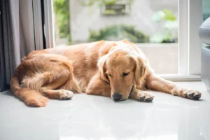 A golden retriever lying flat on a shiny light-colored tile floor indoors, resting its head on its front paws with a sleepy expression, next to a glass door with green foliage visible outside.
