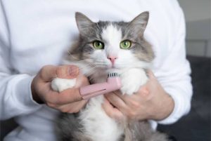 A person wearing a white shirt holding a fluffy gray and white cat with bright green eyes, using a small pink electric pet trimmer to carefully groom the fur around the cat's neck and chest.