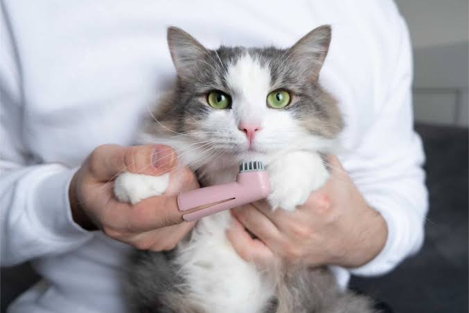 A person wearing a white shirt holding a fluffy gray and white cat with bright green eyes, using a small pink electric pet trimmer to carefully groom the fur around the cat's neck and chest.