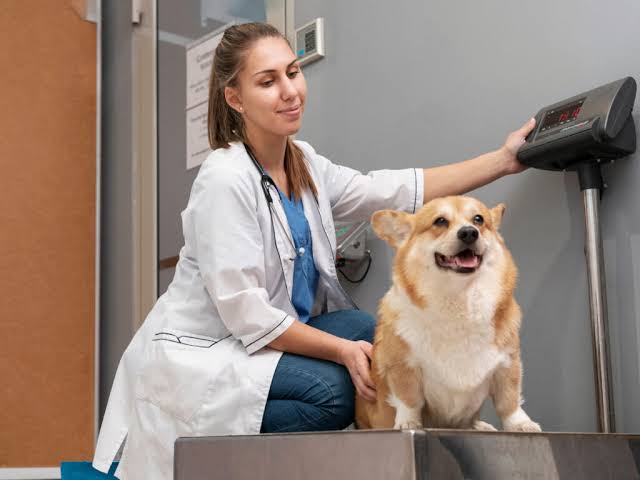 A female veterinarian wearing a white lab coat and a stethoscope crouching next to a happy tan and white Corgi sitting on a metal weighing scale, while she reaches out to read the digital display on the wall-mounted scale head in a clinic.