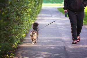 A fluffy brown tabby cat walking confidently on a paved path outdoors, wearing a harness and attached to a leash held by a person wearing a black hoodie and black pants, with a dense green hedge lining the left side of the sunlit walkway.