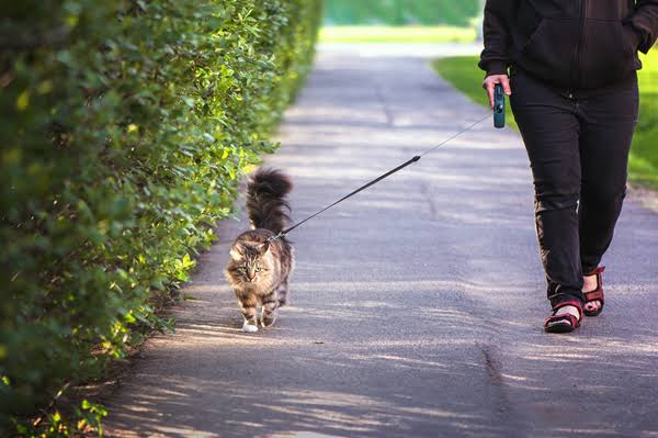 A fluffy brown tabby cat walking confidently on a paved path outdoors, wearing a harness and attached to a leash held by a person wearing a black hoodie and black pants, with a dense green hedge lining the left side of the sunlit walkway.