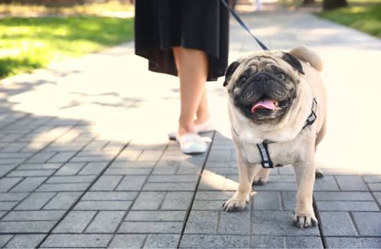 A light fawn Pug wearing a black harness standing on a gray paved walkway, looking directly at the camera with its tongue happily hanging out, while a person in a black skirt and white slip-on shoes walks behind it on a sunny day.