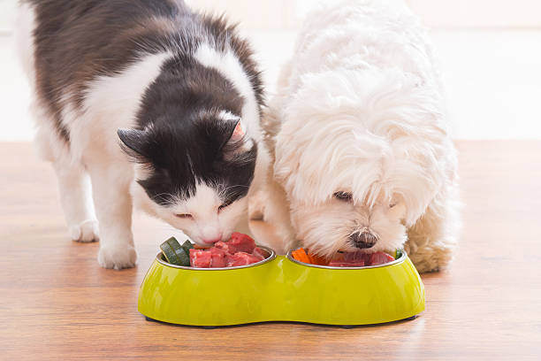 A black and white cat and a small, fluffy white dog eating side by side from a bright green double-sided pet bowl on a wooden floor, with fresh meat and vegetables visible in the compartments.