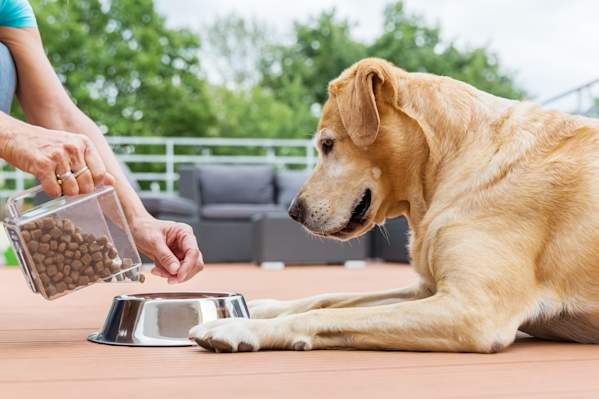 A person's hands pouring dry dog kibble from a clear plastic container into a metal bowl, while a light golden retriever lies on a wooden deck, watching the food with an expectant expression, with outdoor patio furniture visible in the blurred background.