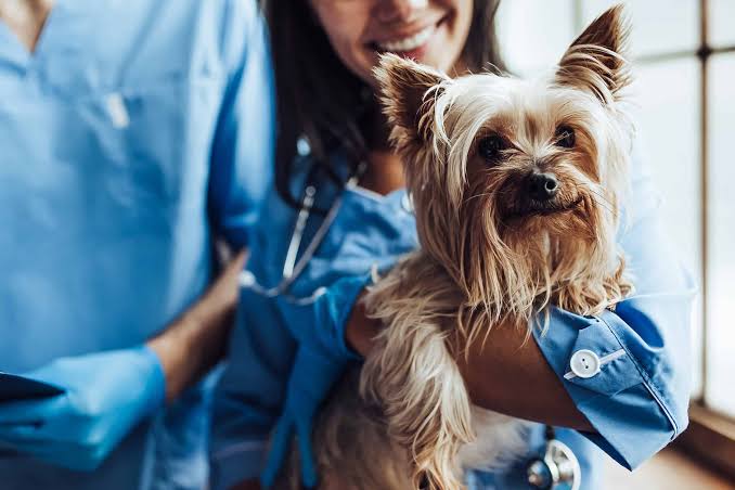 A close-up of a small tan and brown Yorkshire Terrier being gently held by a smiling veterinarian wearing bright blue scrubs and a stethoscope, with natural light coming through a window in the background.