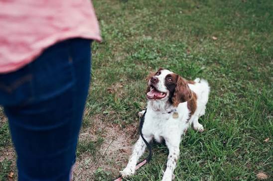 A white and brown dog sitting on green grass, looking up happily with its mouth open and tongue out, next to the blurred dark blue clothing of a person standing beside it.