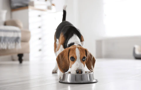 A close-up of a Beagle puppy with tricolor markings—black, white, and brown—standing on a bright white floor, leaning its face close to the camera with large, dark eyes and floppy ears, while the rest of its body is slightly out of focus.