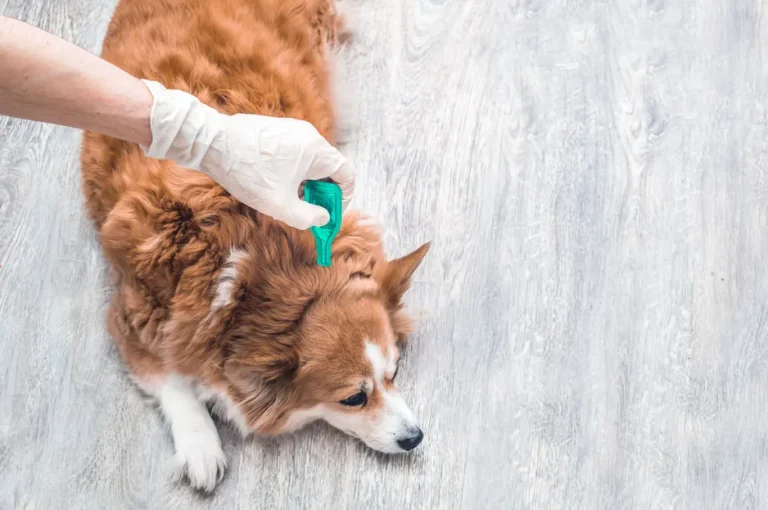 A top-down view of a brown and white dog lying on a light gray floor, while a hand wearing a white glove applies a spot of bright green liquid, likely flea or tick treatment, to the fur between the dog's shoulder blades.