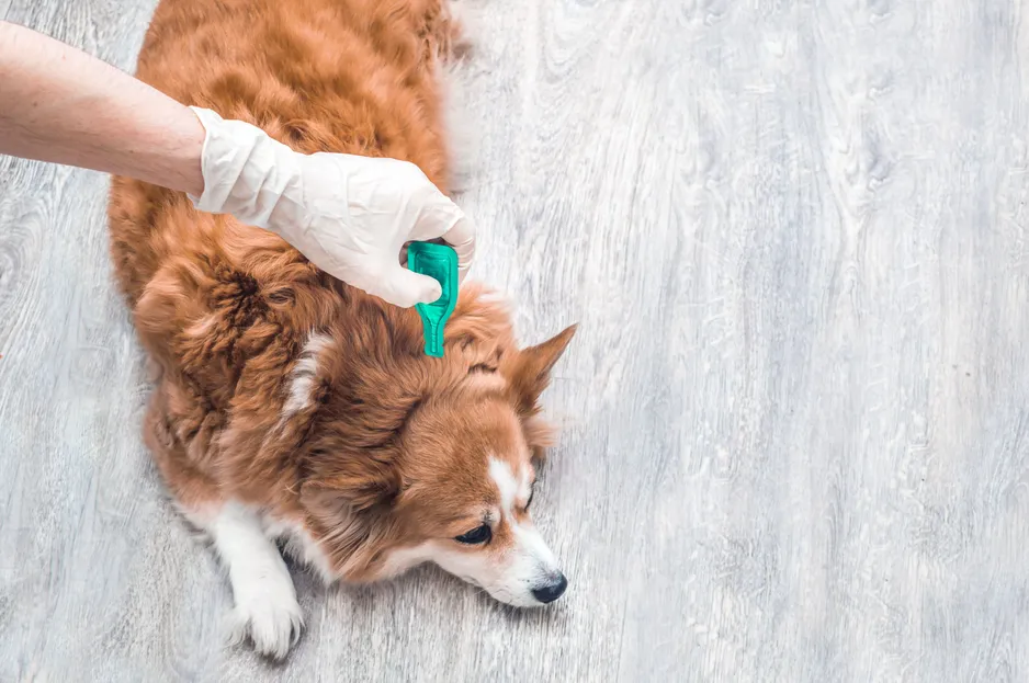 A top-down view of a brown and white dog lying on a light gray floor, while a hand wearing a white glove applies a spot of bright green liquid, likely flea or tick treatment, to the fur between the dog's shoulder blades.