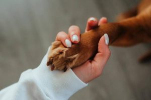 A close-up of a person's hand with white nail polish gently holding a brown dog's paw, with the person wearing a white ribbed sleeve, set against a softly blurred gray background.