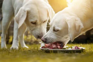 Two cream-colored Labrador Retrievers standing on green grass, sharing a meal from a white plate filled with raw meat and vegetables, illuminated by warm golden sunlight in an outdoor setting.