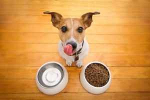 A top-down view of a small white and brown Jack Russell Terrier sitting on a hardwood floor, looking directly up at the camera and licking its lips, with two white bowls in front of it—one filled with dry kibble and the other empty.