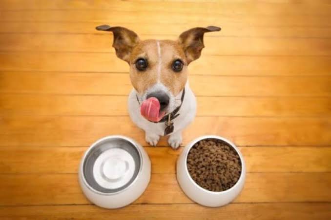 A top-down view of a small white and brown Jack Russell Terrier sitting on a hardwood floor, looking directly up at the camera and licking its lips, with two white bowls in front of it—one filled with dry kibble and the other empty.