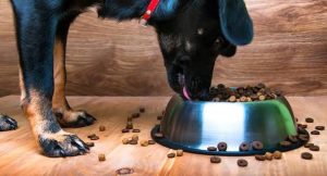 A black and tan dog wearing a red collar standing on a wooden floor, leaning down to eat dry kibble from a shiny stainless steel bowl, with scattered pieces of food around the bowl on the floor.