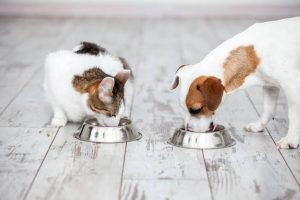 A calico cat and a white and brown dog eating side by side from two separate stainless steel bowls placed on a light-colored, whitewashed wooden floor.