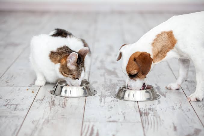 A calico cat and a white and brown dog eating side by side from two separate stainless steel bowls placed on a light-colored, whitewashed wooden floor.