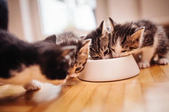 Three small kittens gathered close together around a white bowl, leaning in to eat or drink, with soft, warm lighting creating a gentle, intimate atmosphere.