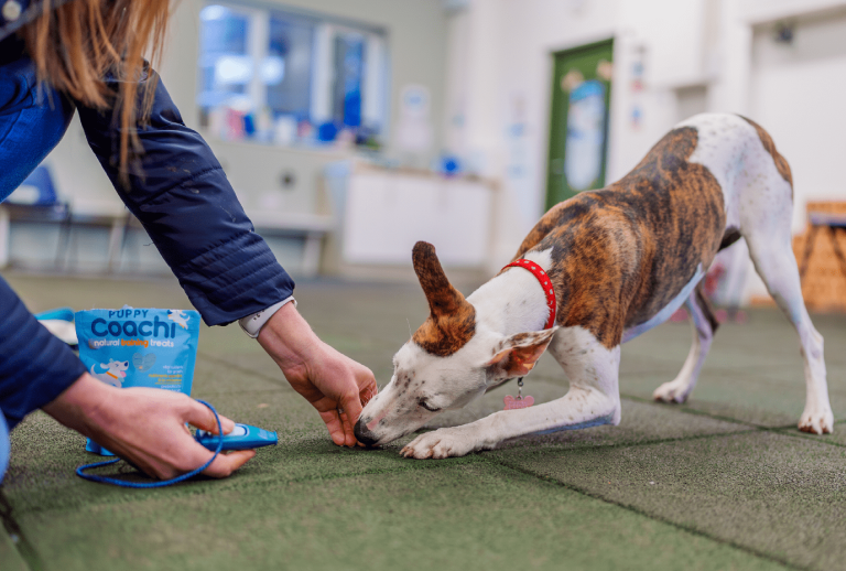 A person wearing a dark blue jacket kneeling on an indoor green mat, using a blue clicker and holding a bag of training treats, as a brindle and white dog wearing a red collar bows down to sniff and eat from the person's hand.