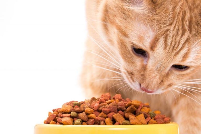 A close-up of an orange tabby cat with long white whiskers leaning down and sniffing a yellow bowl overflowing with dry, multi-colored cat kibble, set against a bright white background.