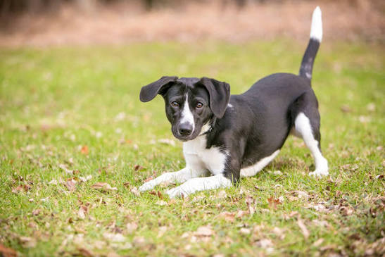 A black and white puppy with floppy ears and a white stripe down its face, lying on green grass with its front paws stretched out and its back end raised in a playful bowing posture, looking directly toward the camera.