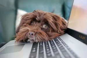 An extreme close-up of a fluffy brown dog with shaggy fur, resting its head on a patterned surface while looking toward the camera with one wide, expressive eye and a dark nose.