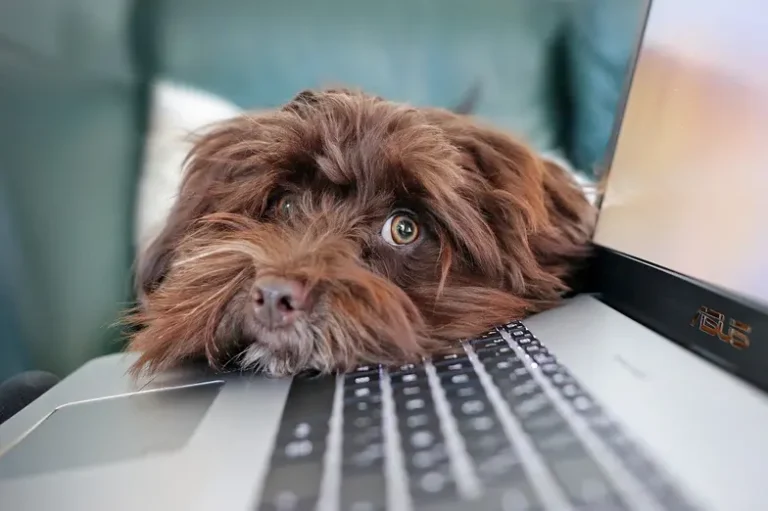An extreme close-up of a fluffy brown dog with shaggy fur, resting its head on a patterned surface while looking toward the camera with one wide, expressive eye and a dark nose.