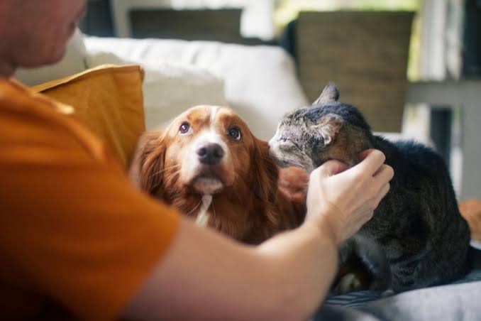 A close-up of a brown and white puppy with long, floppy ears looking up with an expressive face, while a person's hand gently holds or pets a fluffy, dark-colored cat sitting right beside the dog.