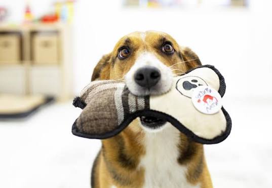 A close-up of a brown and white dog holding a plush bone-shaped toy in its mouth, with the toy featuring a black paw print design, while the dog looks directly at the camera with big, dark eyes.