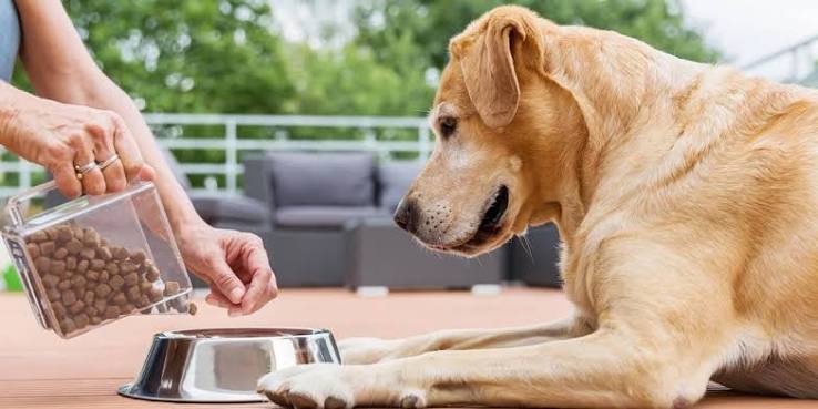 A close-up profile of a golden retriever's head, looking down toward a person's hand with its mouth slightly open in an attentive expression, set against a blurred outdoor background with patio furniture and greenery.