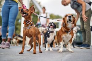 Three dogs standing outdoors on leashes, wearing colorful accessories—a brown dog on the left in a patterned bandana, a small black and white dog in the center, and a larger brown and white dog on the right—with a blurred background of people and greenery.